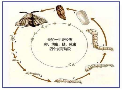 動(dòng)物生長(zhǎng)周期